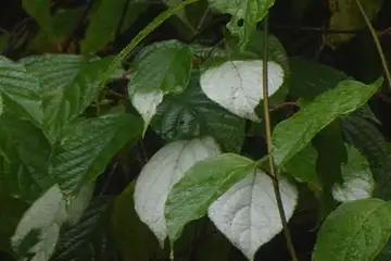 マタタビ・金比羅山あじさい山