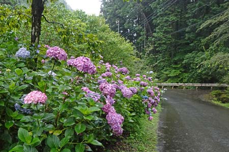 南沢あじさい山付近のあじさい
