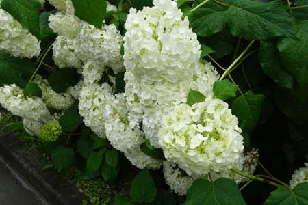 アジサイアナベル・金比羅山あじさい山