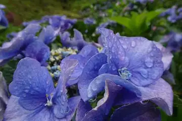 アジサイ・金比羅山と南沢あじさい山
