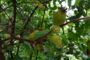 ロウバイ・金比羅山あじさい山