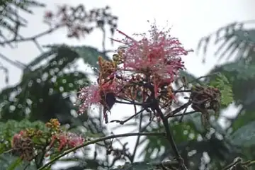 ネムノキ・金比羅山あじさい山