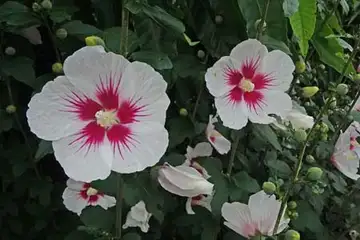 ムクゲ・名瀬川