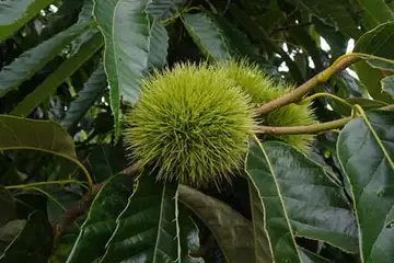 クリ・名瀬川