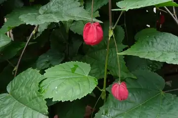 ウキツリボク・名瀬川
