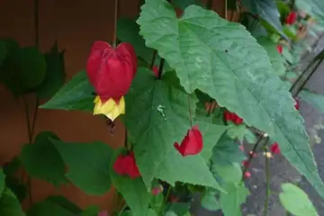 ウキツリボク・名瀬川
