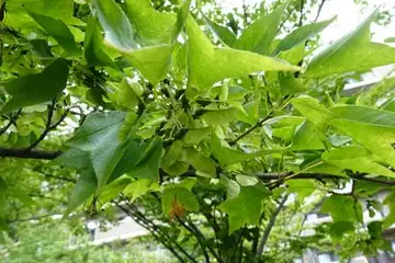 トウカエデ・名瀬川
