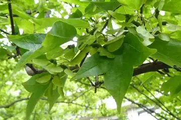 トウカエデ・名瀬川