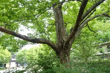 トウカエデ・名瀬川