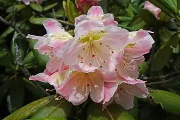 ハクサンシャクナゲ・御庭からお中道