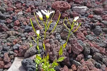 フジハタザオ・富士山お中道