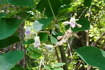キハギ・霜山から天上山