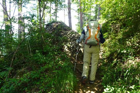 霜山から天上山・緩やかに登る山道は木立に覆われ