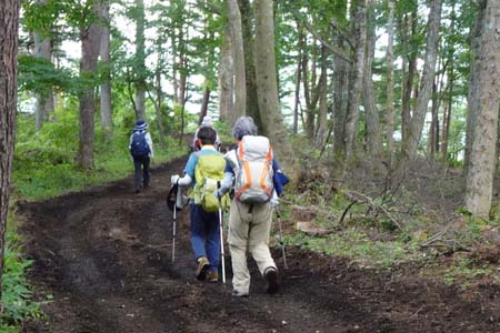 霜山から天上山・松林の中にトラクターの轍