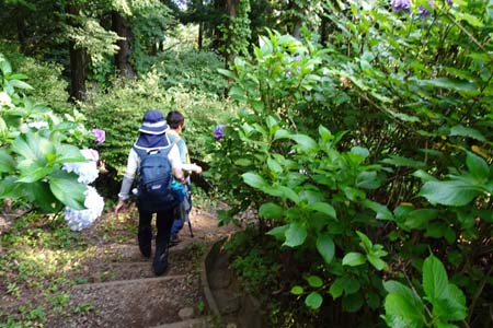 霜山から天上山・アジサイが咲く遊歩道