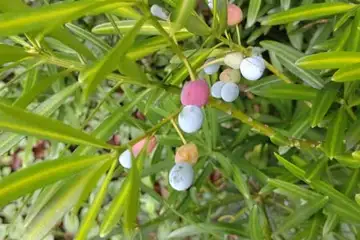 イヌマキ・阿久和川