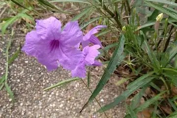ヤナギバルイラソウ・阿久和川