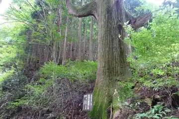 天狗の腰掛杉