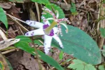 ヤマジノホトトギス・御岳山