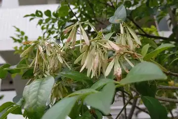 シマトネリコ・横浜市上矢部