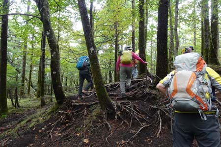 幕岩から二ッ塚・カラマツ林の中を緩やかに登り