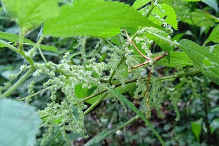 カラムシ・横浜市民の森