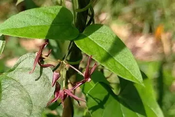 コバノカモメヅル・横浜市民の森