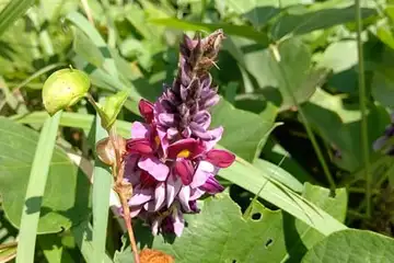 クズ・天園