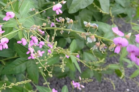 アレチヌスビトハギ・阿久和川