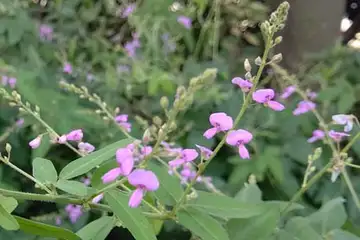 アレチヌスビトハギ・阿久和川