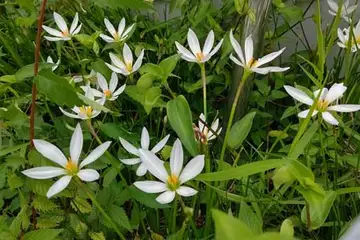 タマスダレ・阿久和川