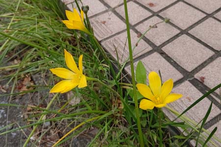 キバナタマスダレ・阿久和川