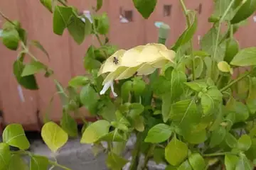 コエビソウ・阿久和川