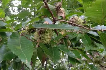 クヌギ・阿久和川