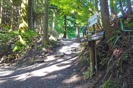 大岳山・天狗の腰掛杉