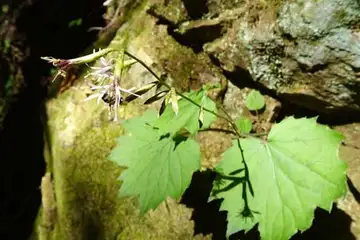 オクモミジハグマ・大岳山