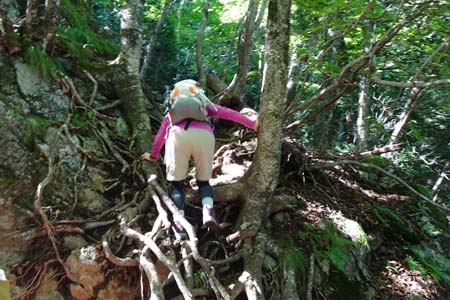 大岳山・木の根をたよりに岩場を巻いて
