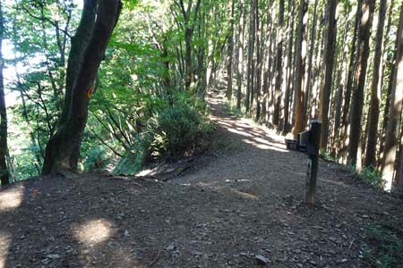 大岳山・あくば峠を左に下り