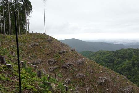 日の出山から金毘羅尾根・伐採地からは広い展望