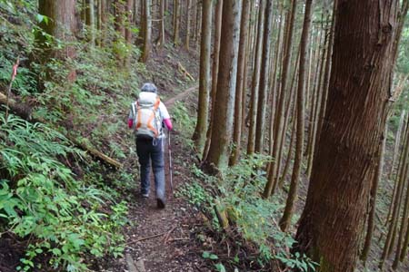 日の出山から金毘羅尾根・ヒノキ林の道をだどり