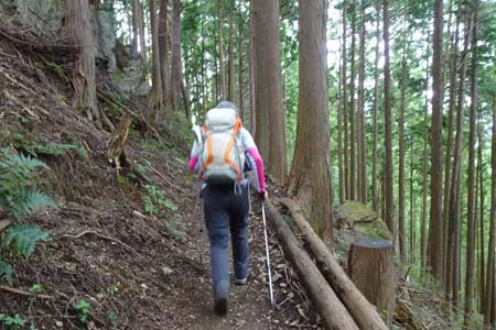 日の出山から金毘羅尾根・ヒノキ林の単調な道