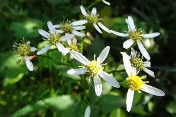 シラヤマギク・長沼公園