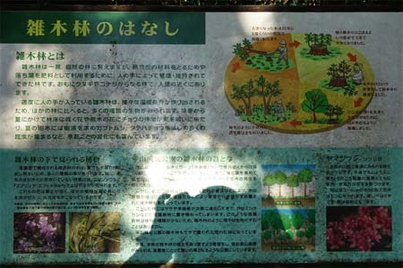 長沼公園から平山城跡公園・雑木林のはなし
