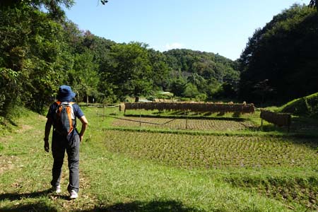 長沼公園から平山城跡公園・刈り取りが終わった宮獄の谷戸の田んぼ