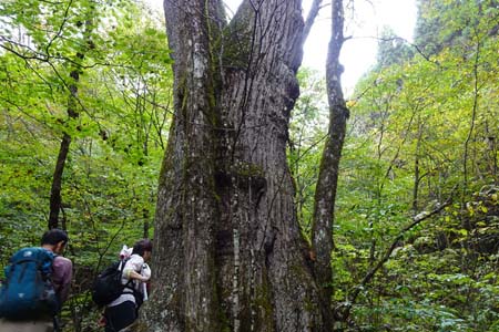 三頭山・見上げるシオジの大木