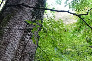 シオジ・三頭山