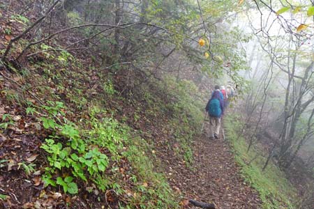 三頭山・雑木林の斜面を下って行きます