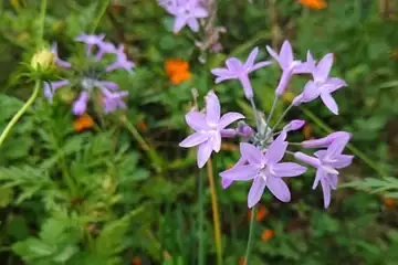 ツルバキアビオラセア・阿久和川