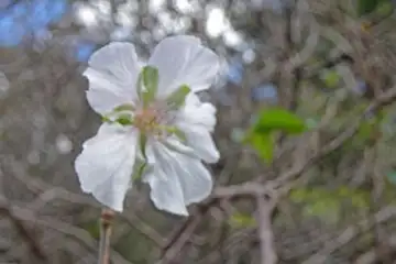 フユザクラ・小山内裏公園