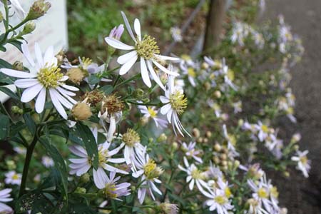 ノコンギク・小山内裏公園から長沼公園